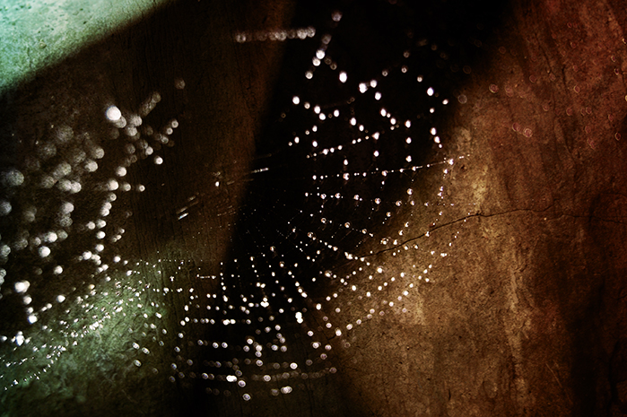 Cob Web