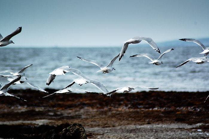 Seagulls