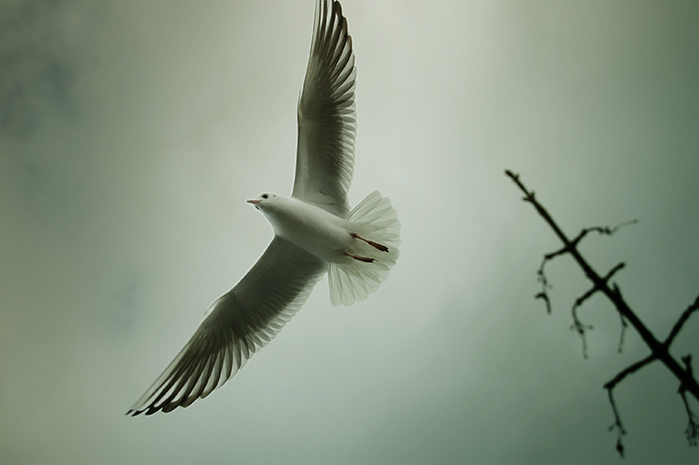 Seagull