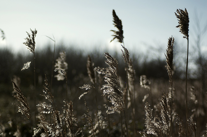 Wheat